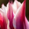 Tulipe-014.jpg
