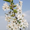 Cerisier-003.jpg