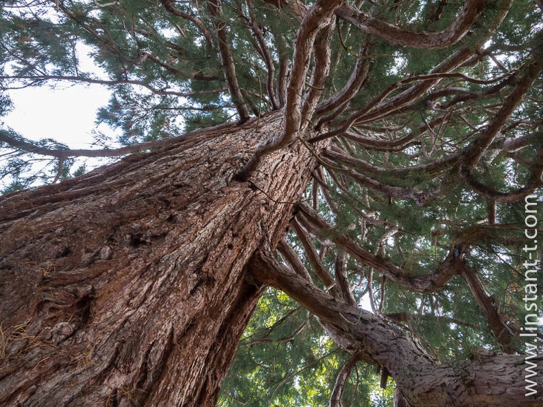 Sequoia-003.jpg