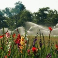 Irrigation-08