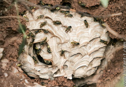Insectes - display this album Insectes