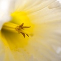 Narcisse-018.jpg