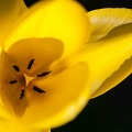 Tulipe-001.jpg