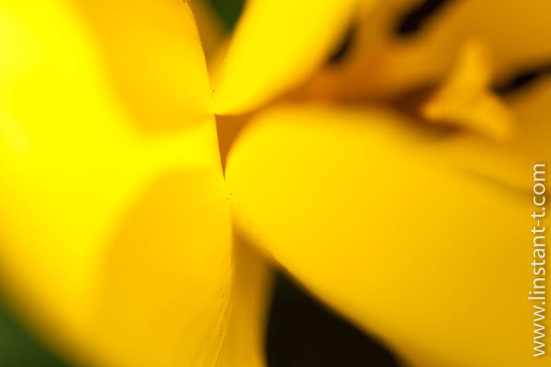 Tulipe-007.jpg