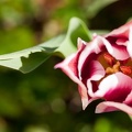 Tulipe-015.jpg