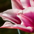 Tulipe-026.jpg